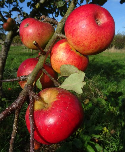 Apple Bountiful