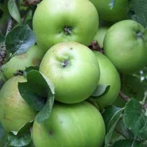 Apple Bramley