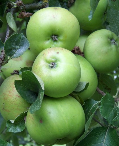 Apple Bramley