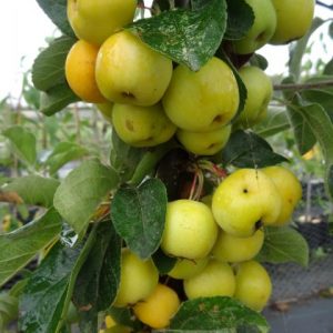 Crab Apple Butterball