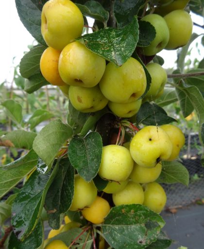 Crab Apple Butterball