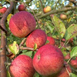 Cider Apple Dabinett