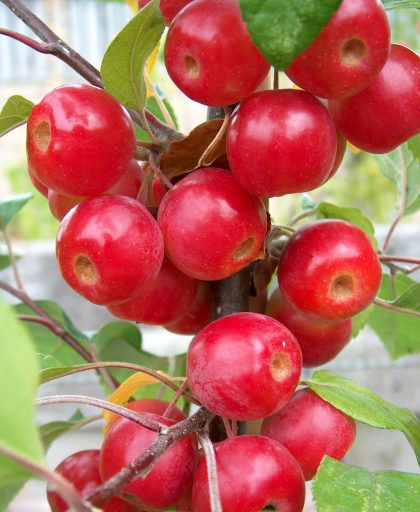 Crab Apple Gorgeous