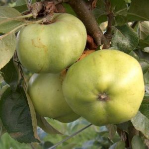Apple grenadier