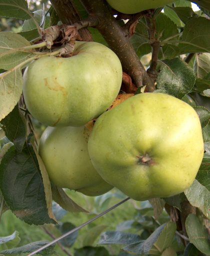 Apple grenadier