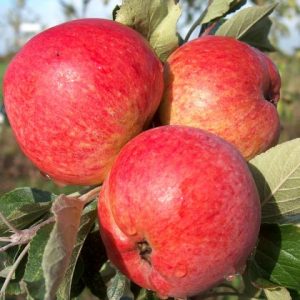 CIDER APPLE TREES