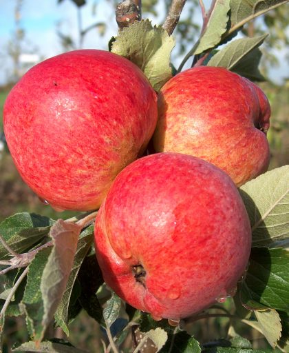 Cider Apples Harry Masters