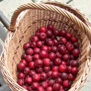 Crab Apple Harry Baker