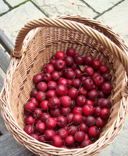 Crab Apple Harry Baker