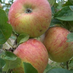 Apple Howgate Wonder