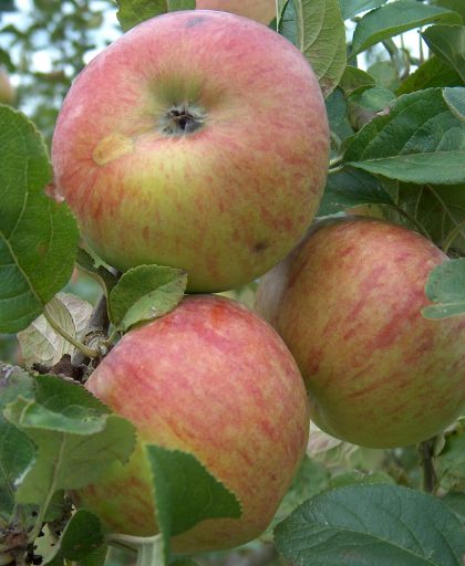 Apple Howgate Wonder