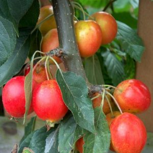 Crab Apple john downie