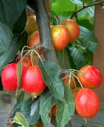 Crab Apple john downie