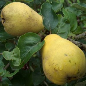 Quince Krymsk