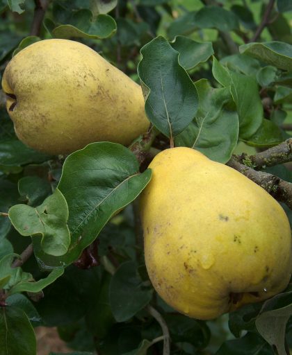 Quince Krymsk