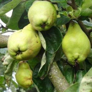 Quince lescovaka