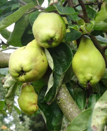 Quince lescovaka