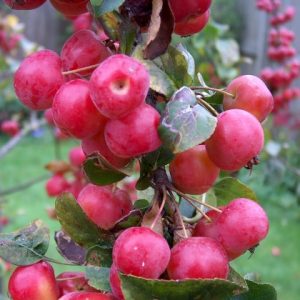 Crab Apple red sentinal