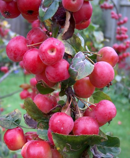 Crab Apple red sentinal