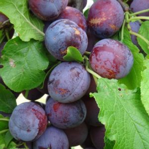 Plum Sanctus Hubertus