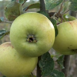 Cider Apple Sweet Alford