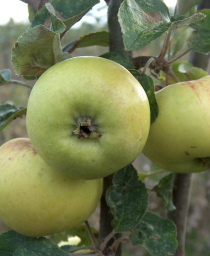 Cider Apple Sweet Alford