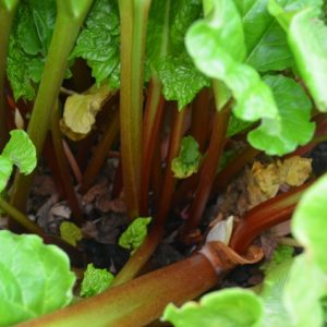 RHUBARB