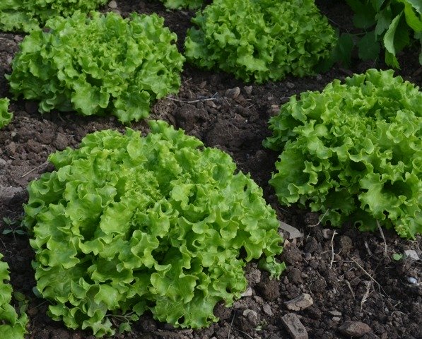 Olana