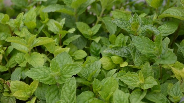 Peppermint