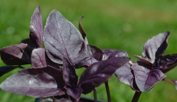Basil Deep Purple