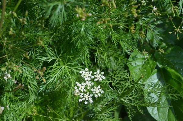 Caraway