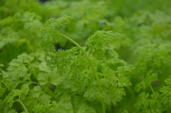 Chervil Fine Curled