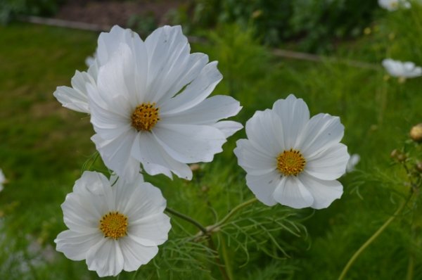 Cosmos White Cosmea