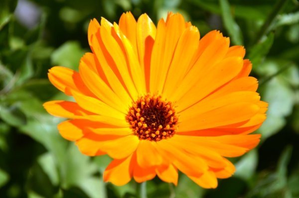 Calendula Pot Marigold