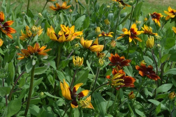 Rudbeckia Sunhat