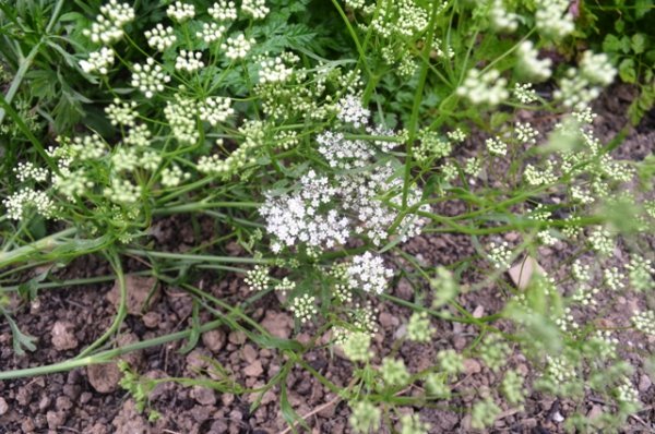 Herb Anise