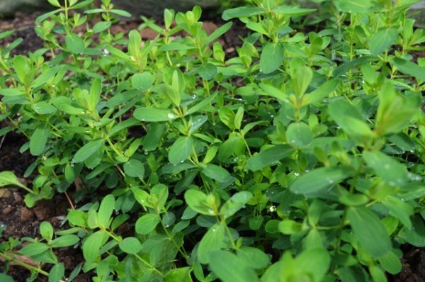 St Johns Wort