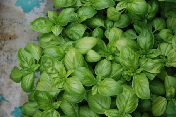Basil Sweet Genovese