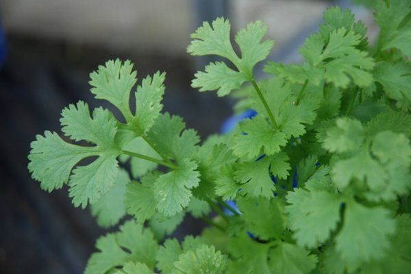 Coriander Filtro