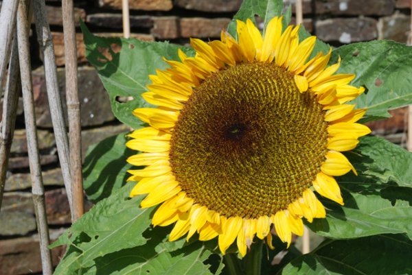 Sunflower Zoar F1