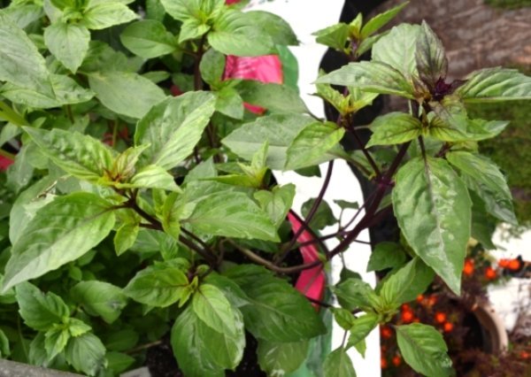 Basil Cinnamon