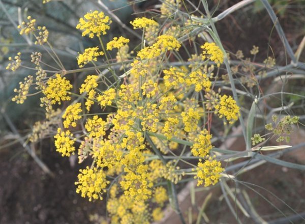 Fennel Bronze