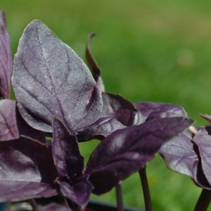 Basil Deep Purple