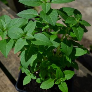 Basil Greek