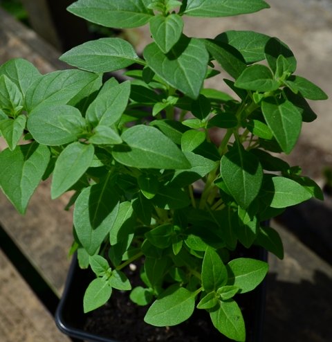 Basil Greek