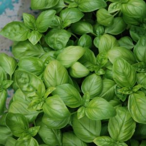 Basil Sweet Genovese