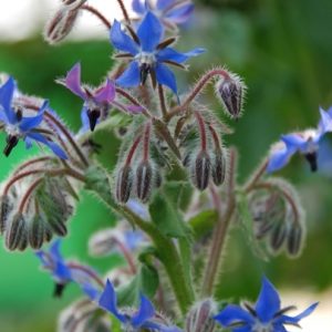 Borage