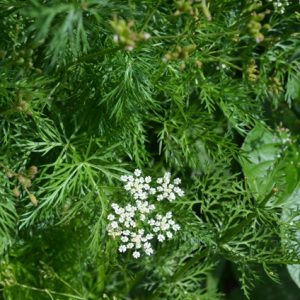 Caraway