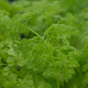 Chervil Fine Curled