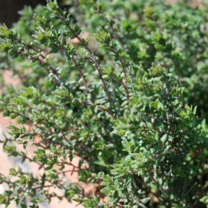 Thyme